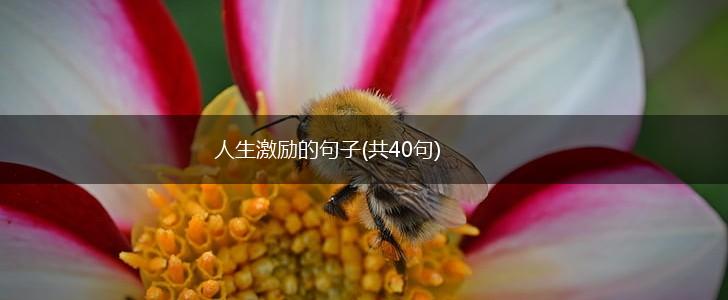 人生激励的句子(共40句),第1张