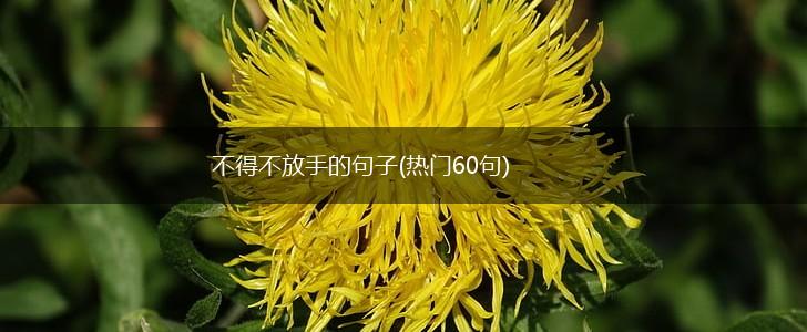 不得不放手的句子(热门60句),第1张