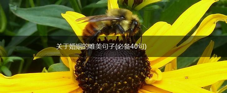 关于婚姻的唯美句子(必备40句),第1张