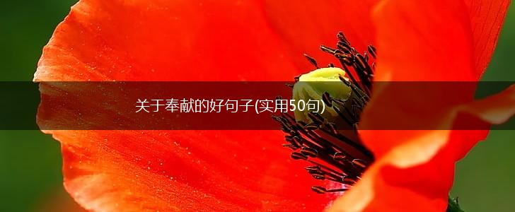 关于奉献的好句子(实用50句),第1张