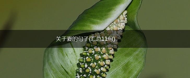 关于夏的句子(汇总11句),第1张