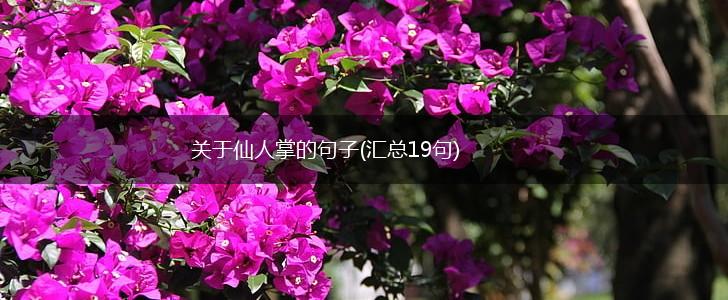 关于仙人掌的句子(汇总19句),第1张