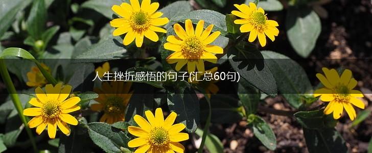 人生挫折感悟的句子(汇总60句),第1张