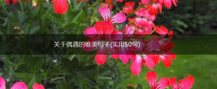 关于偶遇的唯美句子(实用50句),第1张