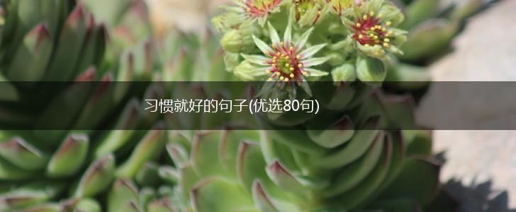 习惯就好的句子(优选80句),第1张