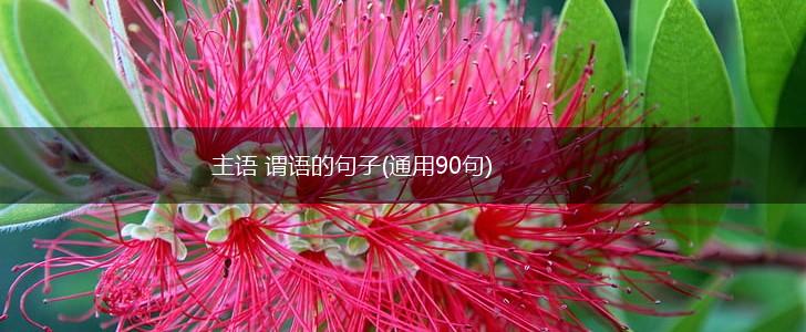 主语 谓语的句子(通用90句),第1张