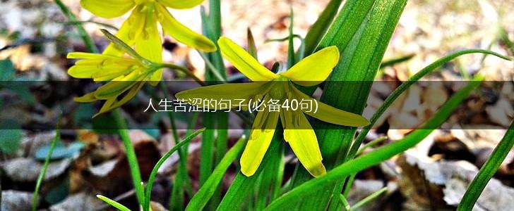人生苦涩的句子(必备40句),第1张