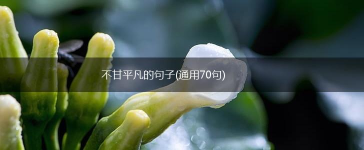 不甘平凡的句子(通用70句),第1张