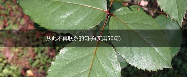 从此不再联系的句子(实用50句),第1张