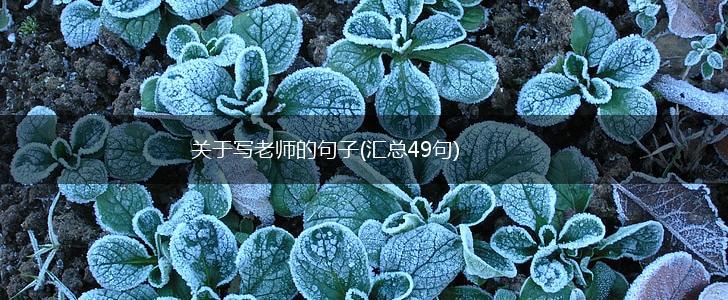 关于写老师的句子(汇总49句),第1张
