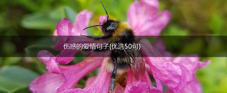 伤感的爱情句子(优选50句),第1张