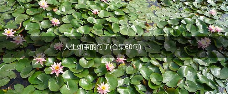 人生如茶的句子(合集60句),第1张