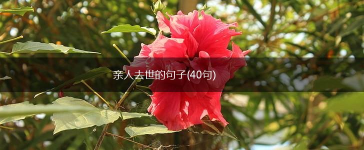 亲人去世的句子(40句),第1张