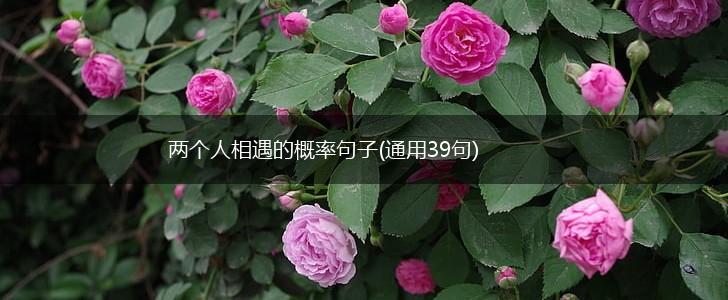 两个人相遇的概率句子(通用39句),第1张