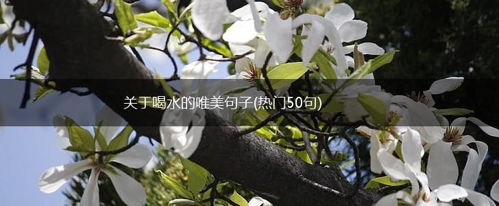 关于喝水的唯美句子(热门50句),第1张