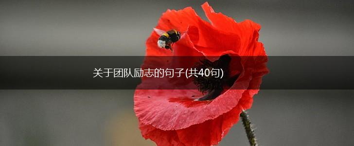 关于团队励志的句子(共40句),第1张
