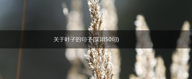 关于叶子的句子(实用50句),第1张