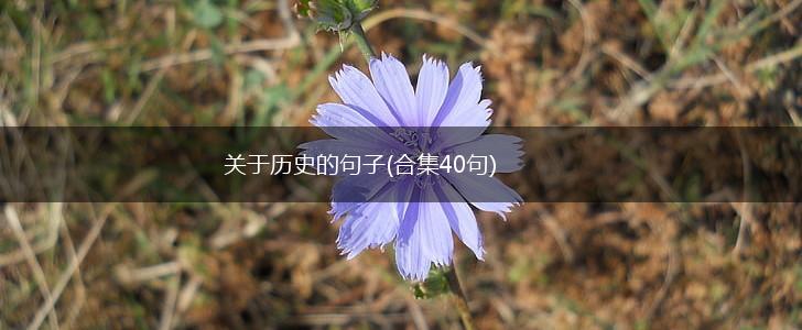 关于历史的句子(合集40句),第1张