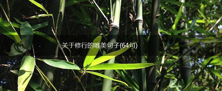 关于修行的唯美句子(64句),第1张