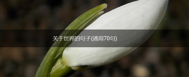 关于世界的句子(通用70句),第1张