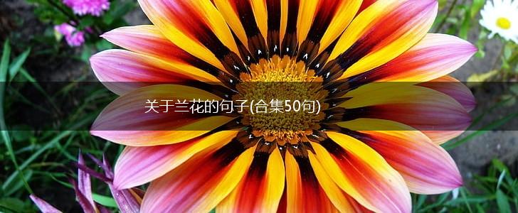 关于兰花的句子(合集50句),第1张