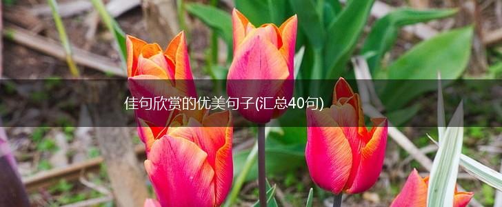 佳句欣赏的优美句子(汇总40句),第1张