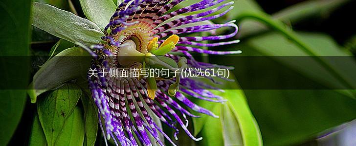 关于侧面描写的句子(优选61句),第1张