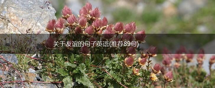 关于友谊的句子英语(推荐89句),第1张