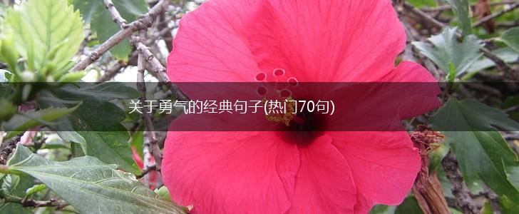 关于勇气的经典句子(热门70句),第1张