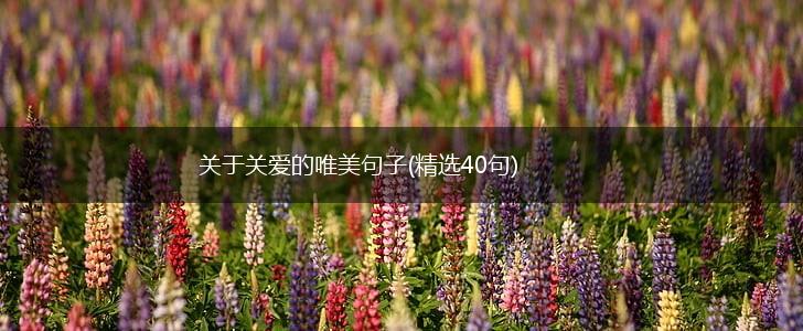 关于关爱的唯美句子(精选40句),第1张