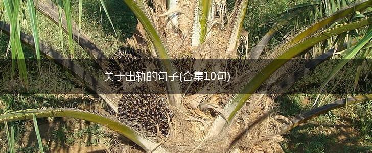 关于出轨的句子(合集10句),第1张
