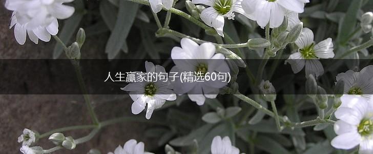 人生赢家的句子(精选60句),第1张