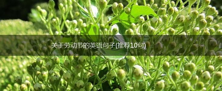 关于劳动节的英语句子(推荐10句),第1张