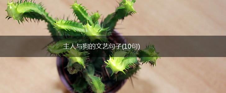 主人与狗的文艺句子(10句),第1张