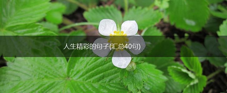 人生精彩的句子(汇总40句),第1张