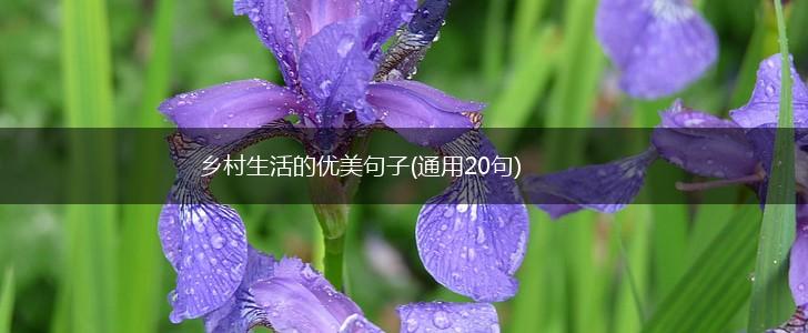 乡村生活的优美句子(通用20句),第1张