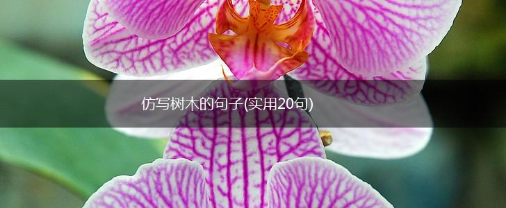 仿写树木的句子(实用20句),第1张