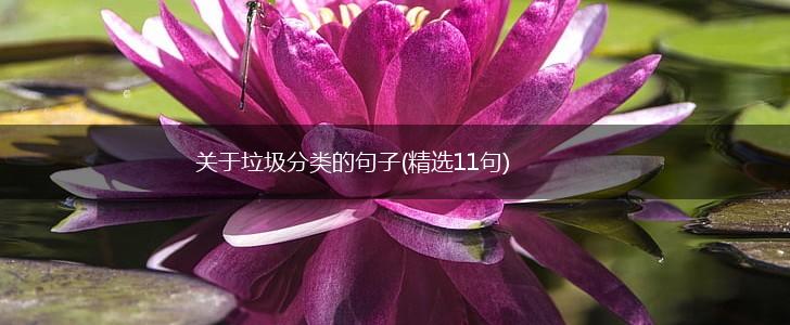 关于垃圾分类的句子(精选11句),第1张