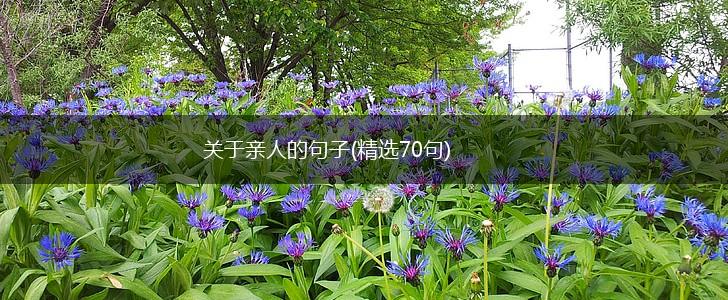 关于亲人的句子(精选70句),第1张