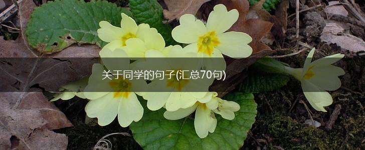 关于同学的句子(汇总70句),第1张
