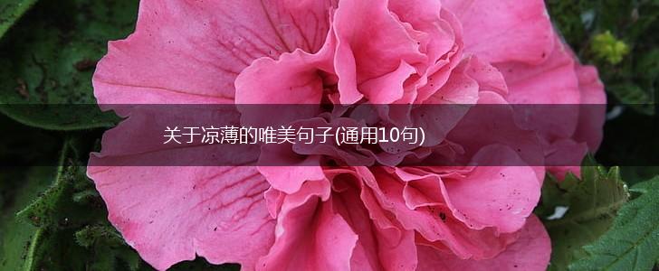 关于凉薄的唯美句子(通用10句),第1张
