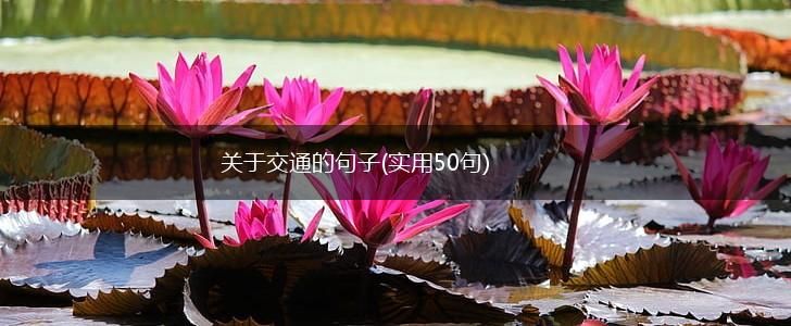 关于交通的句子(实用50句),第1张
