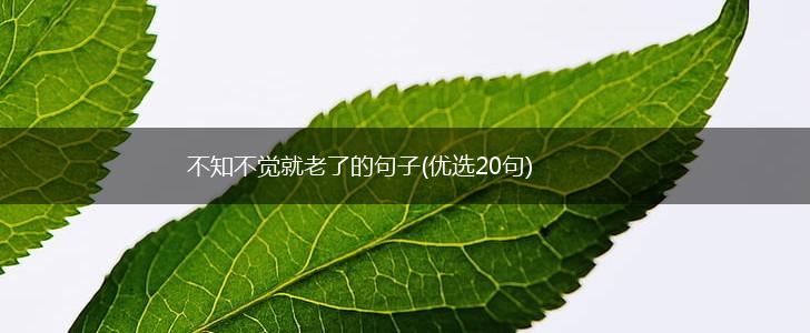 不知不觉就老了的句子(优选20句),第1张