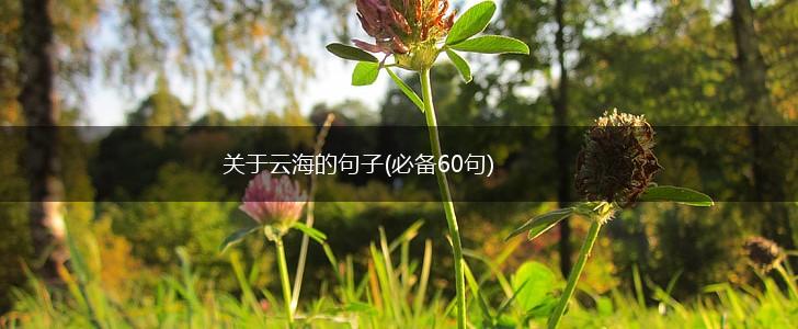 关于云海的句子(必备60句),第1张