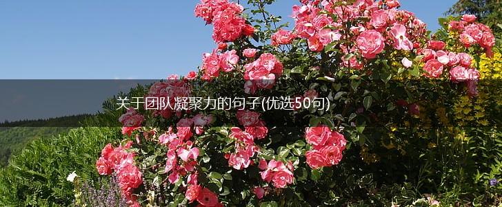关于团队凝聚力的句子(优选50句),第1张