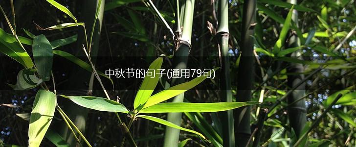 中秋节的句子(通用79句),第1张