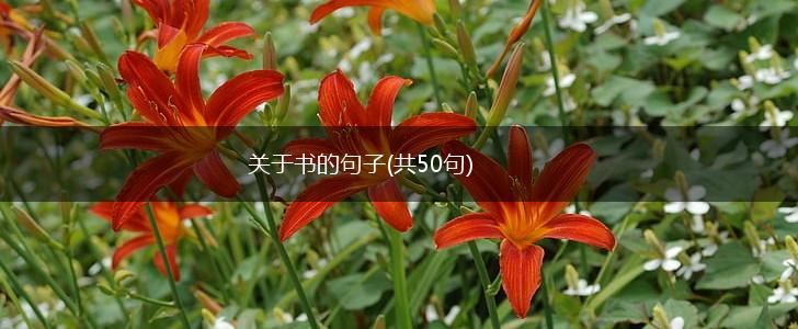 关于书的句子(共50句),第1张