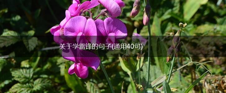关于学雷锋的句子(通用40句),第1张