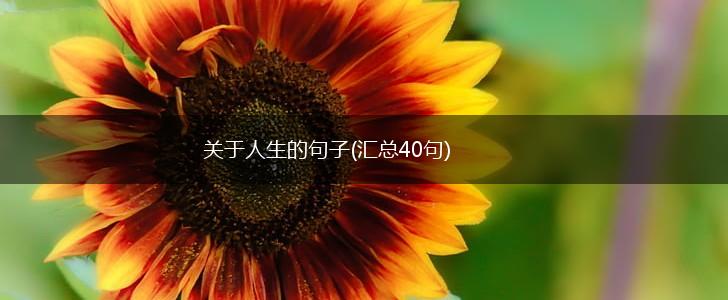 关于人生的句子(汇总40句),第1张