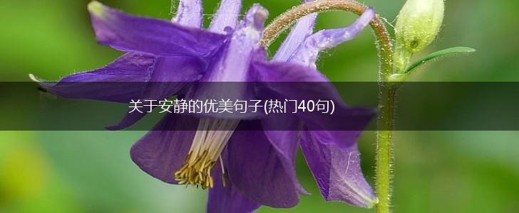 关于安静的优美句子(热门40句),第1张
